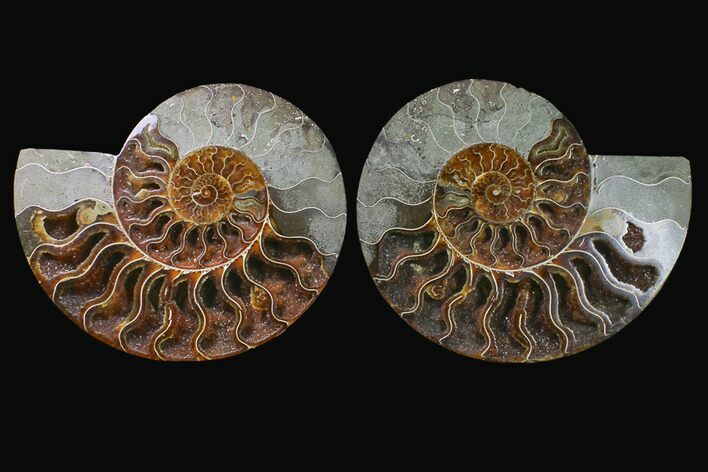 Agatized Ammonite Fossil - Crystal Filled Chambers #159353
